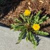 lodiflorii